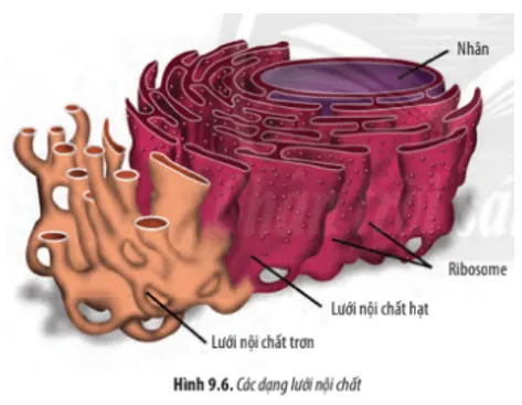 Quan sát Hình 9.6, hãy cho biết hai loại lưới nội chất có đặc điểm gì khác nhau? Cau Hoi 5 Trang 44 Sinh Hoc 10