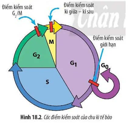 Hãy quan sát Hình 18.2 và cho biết: Chu kì tế bào có mấy điểm kiểm soát Cau Hoi 5 Trang 86 Sinh Hoc 10