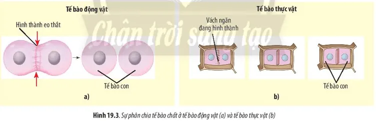 Quan sát Hình 19.3 và cho biết quá trình phân chia tế bào chất trong nguyên phân Cau Hoi 5 Trang 91 Sinh Hoc 10