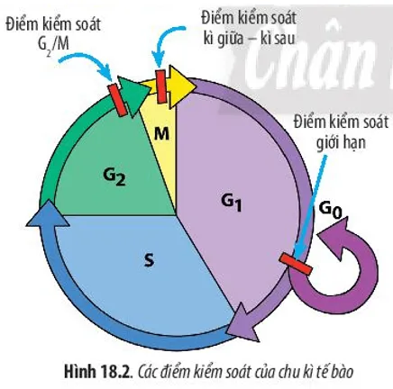 Hãy quan sát Hình 18.2 và cho biết: Nêu ý nghĩa của việc kiểm soát chu kì tế bào Cau Hoi 6 Trang 86 Sinh Hoc 10