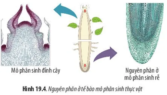 Hãy quan sát Hình 19.4 và cho biết nguyên phân có ý nghĩa như thế nào đối Cau Hoi 6 Trang 92 Sinh Hoc 10