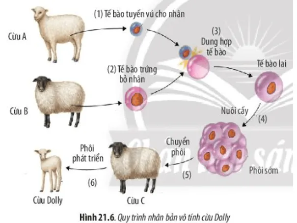 Quan sát Hình 21.6 và trình bày quy trình thực hiện nhân bản vô tính vật nuôi Cau Hoi 7 Trang 101 Sinh Hoc 10