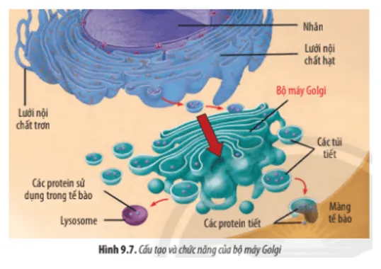 Dựa vào Hình 9.7, hãy: Cho biết các sản phẩm của bộ máy Golgi có thể được vận chuyển Cau Hoi 7 Trang 45 Sinh Hoc 10