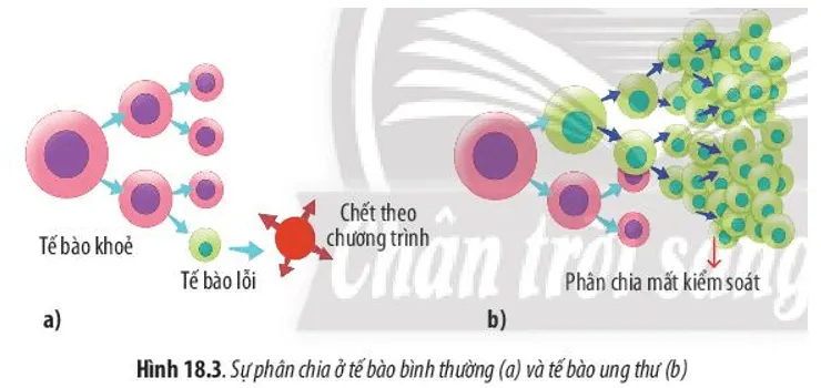 Hãy quan sát Hình 18.3 và cho biết điểm khác biệt của việc phân chia tế Cau Hoi 7 Trang 87 Sinh Hoc 10