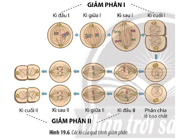 Quan sát Hình 19.6 và cho biết: Giảm phân là gì? Giảm phân gồm mấy giai đoạn chính Cau Hoi 7 Trang 93 Sinh Hoc 10