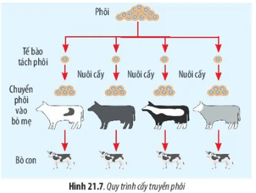 Quan sát Hình 21.7 và cho biết thế nào là cấy truyền phôi động vật Cau Hoi 8 Trang 101 Sinh Hoc 10