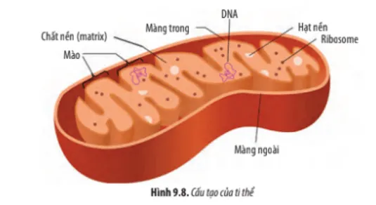 Dựa vào Hình 9.8, hãy: Mô tả cấu tạo của ti thể Cau Hoi 9 Trang 45 Sinh Hoc 10