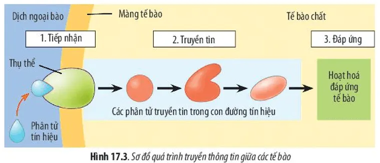 Dựa vào Hình 17.3, hãy mô tả quá trình hormone insulin tác động đến tế bào gan Luyen Tap 1 Trang 81 Sinh Hoc 10