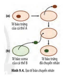 Loại bỏ nhân của tế bào trứng thuộc cá thể A (a), sau đó, chuyển nhân từ tế bào soma Luyen Tap Trang 43 Sinh Hoc 10