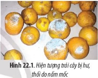 Vì sao khi để trái cây, sữa, cơm trong môi trường nóng ẩm thì dễ bị hư Mo Dau Trang 106 Sinh Hoc 10