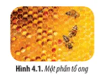 Hình 4.1 cho thấy tổ ong được cấu tạo từ những khoang nhỏ Mo Dau Trang 19 Sinh Hoc 10