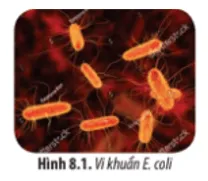 Ở vi khuẩn Escherichia coli (E. coli), cứ sau 20 phút tế bào sẽ phân chia một lần Mo Dau Trang 38 Sinh Hoc 10