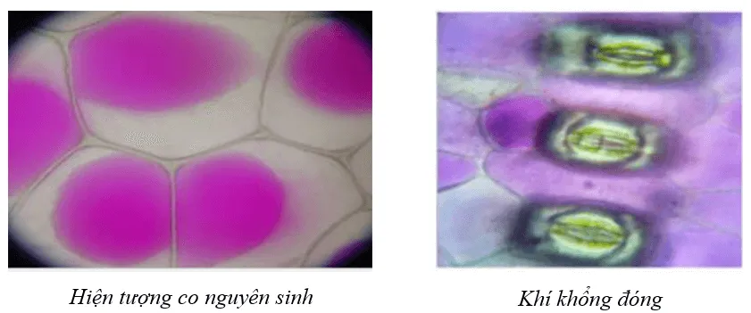 Sinh 10 Bài 11: Thực hành thí nghiệm co và phản co nguyên sinh | Giải Sinh học 10 (ảnh 1) Bai 11 Thuc Hanh Thi Nghiem Co Va Phan Co Nguyen Sinh 132635