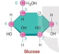 Tại sao cùng có chung công thức cấu tạo C<sub></img>6</sub>H<sub>12</sub>O<sub>6</sub> nhưng glucose và fructose (ảnh 1) Cau 2 Trang 40 Sinh Hoc 10 132503″ width=”192″ height=”175″><img loading=