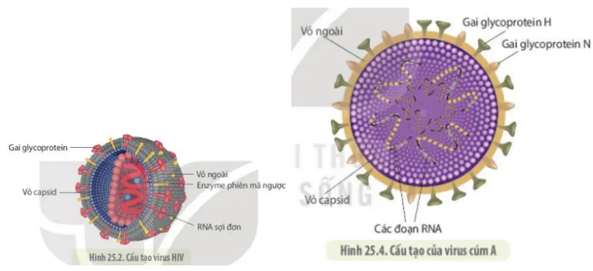 Quan sát hình 25.2 và hình 25.4, cho biết điểm giống và khác nhau giữa virus cúm và HIV (ảnh 1) Cau Hoi 1 Trang 150 Sinh Hoc 10 132793