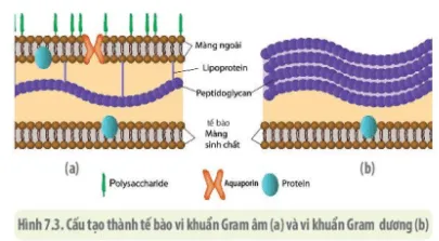 Quan sát cấu tạo thành tế bào vi khuẩn Gr- và vi khuẩn Gr+ ở hình 7.3 (ảnh 1) Cau Hoi 2 Trang 121 Sinh Hoc 10 132740
