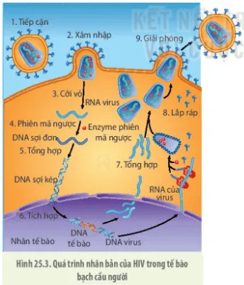 Dựa vào hình 25.3, hãy vẽ sơ đồ mô tả quá trình nhân lên của virus cúm (ảnh 1) Cau Hoi 3 Trang 150 Sinh Hoc 10 132794
