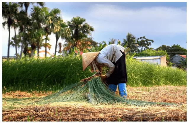 Soạn bài Mẹ | Ngắn nhất Soạn văn 7 Chân trời sáng tạo Me