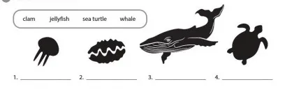 Unit 3: Where's the shark? Unit 3 Wheres The Shark 55313