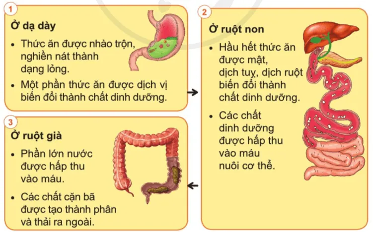 Tự nhiên xã hội lớp 3 Bài 15 trang 85 Quan sát | Cánh diều Quan Sat Trang 85