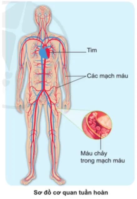 Tự nhiên xã hội lớp 3 Bài 16 trang 88 Quan sát | Cánh diều Quan Sat Trang 88