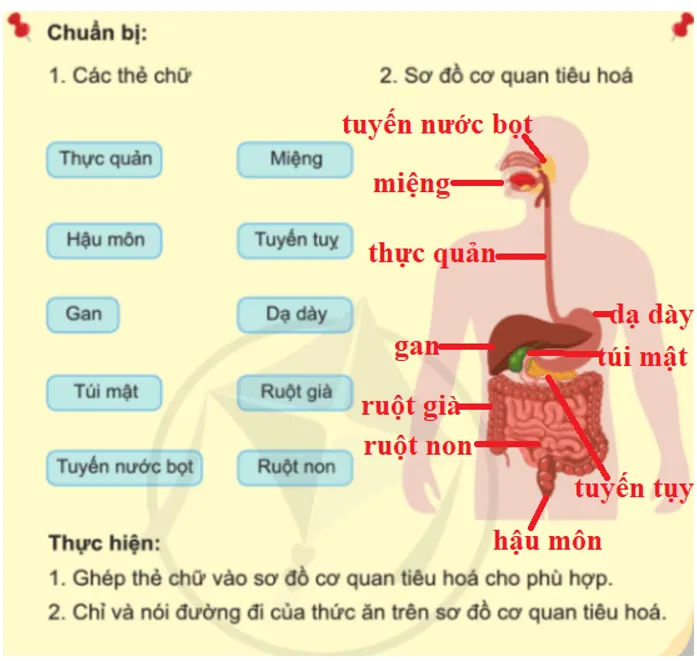 Tự nhiên xã hội lớp 3 Bài 15 trang 84 Trò chơi | Cánh diều Tro Choi Trang 84 1