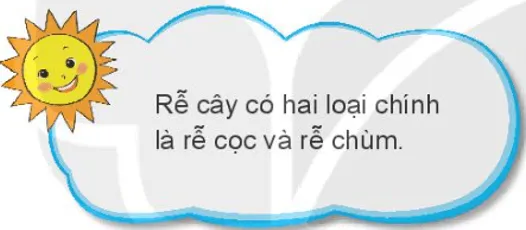 Tự nhiên xã hội lớp 3 Bài 13 trang 54, 55 Khám phá - Kết nối tri thức Kham Pha Trang 54 55 2