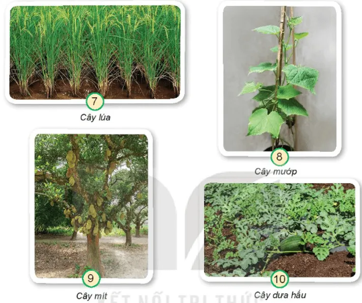 Tự nhiên xã hội lớp 3 Bài 13 trang 56 Khám phá - Kết nối tri thức Kham Pha Trang 56