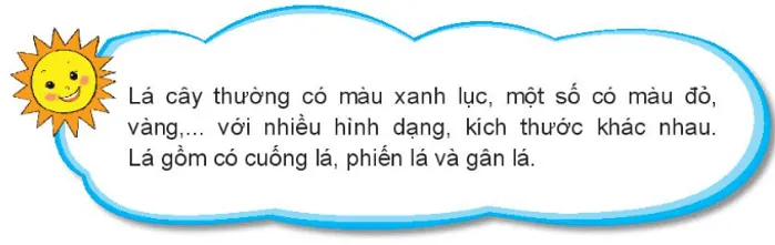 Tự nhiên xã hội lớp 3 Bài 13 trang 57 Khám phá - Kết nối tri thức Kham Pha Trang 57 2