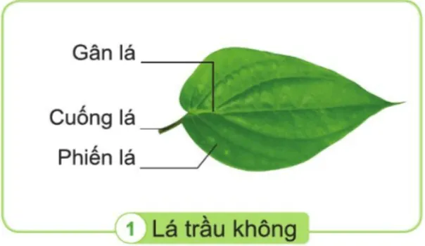 Tự nhiên xã hội lớp 3 Bài 13 trang 57 Thực hành - Kết nối tri thức Thuc Hanh Trang 57