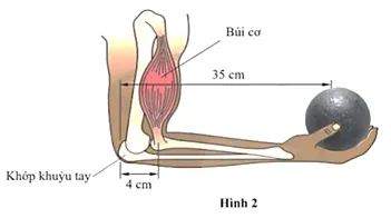 Hình 2 mô tả cấu trúc bên trong của một cánh tay người đang giữ một vật nặng Bai 11 Trang 78 Vat Li 10