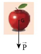 Biểu diễn trọng lực tác dụng lên quả táo (G là trọng tâm) Cau Hoi 3 Trang 50 Vat Li 10 A
