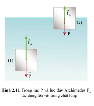 So sánh lực đẩy Archimedes tác dụng lên cùng một vật khi nó ở hai vị trí (1) và vị trí (2) trong hình 2.11 Cau Hoi 8 Trang 55 Vat Li 10