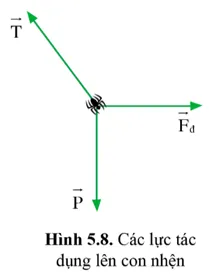 Hãy chứng tỏ rằng trong trường hợp con nhện ở trên, lực T cân bằng với hợp lực của hai lực P và Fđ Luyen Tap 2 Trang 70 Vat Li 10