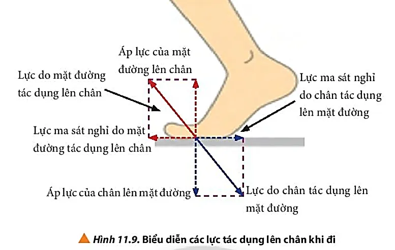 Quan sát hình 11.9 và giải thích cơ chế vật lí giúp con người có thể bước đi Luyen Tap Trang 69 Vat Li 10