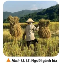 Một người đang gánh lúa như Hình 13.15. Hỏi vai người đặt ở vị trí nào trên đòn gánh Luyen Tap Trang 85 Vat Li 10