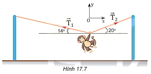 Một con khỉ biểu diễn xiếc. Nó dùng tay nắm vào dây để đứng yên treo mình như Hình 17.7 Cau Hoi 2 Trang 71 Vat Li 10 132136